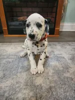 Zuko, a male Dalmatian for sale in Beulaville, NC – 3 of 3