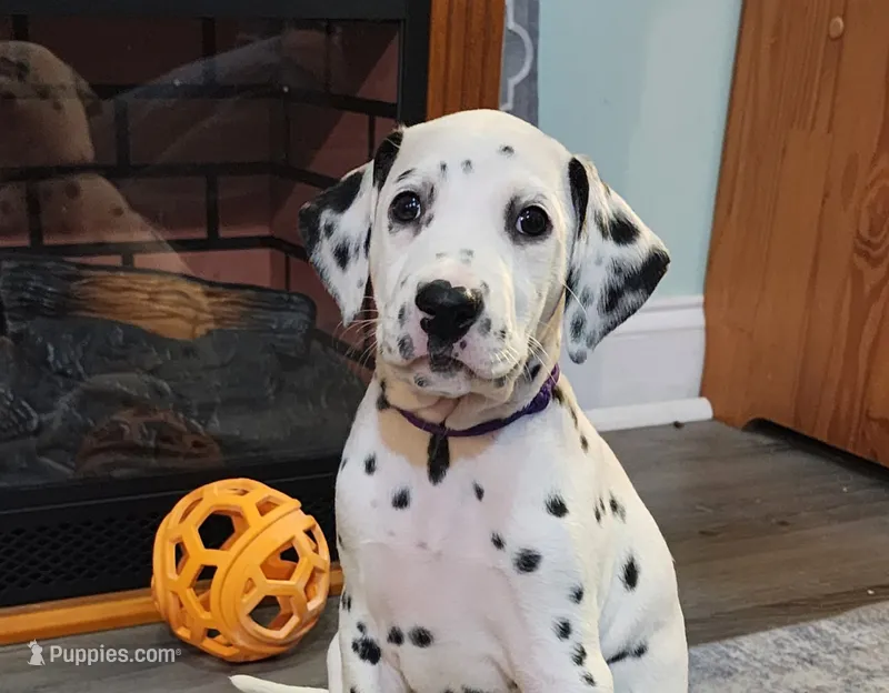 Ariel – Dalmatian puppy for sale in Beulaville, NC
