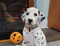 Ariel CKC Registered, a female Dalmatian for sale in Beulaville, NC – 1 of 5