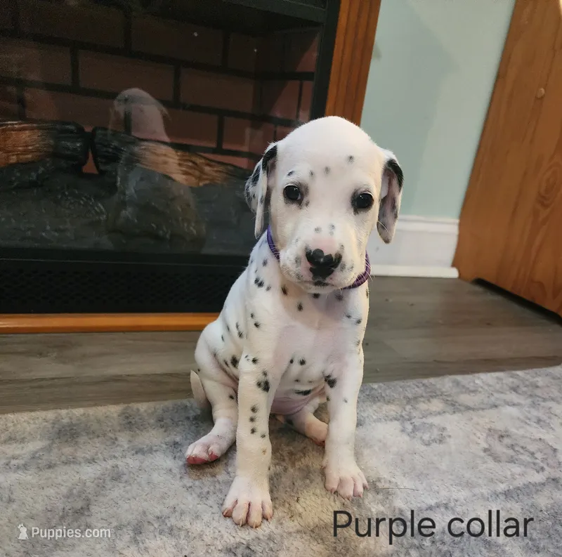 Ariel – Dalmatian puppy for sale in Beulaville, NC