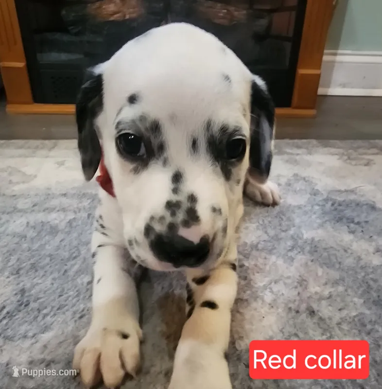 Zuko – Dalmatian puppy for sale in Beulaville, NC