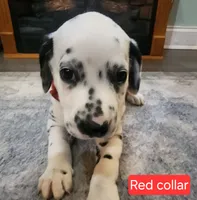 Zuko, a male Dalmatian for sale in Beulaville, NC – 1 of 3