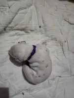 Ariel, a female Dalmatian for sale in Beulaville, NC – 2 of 2