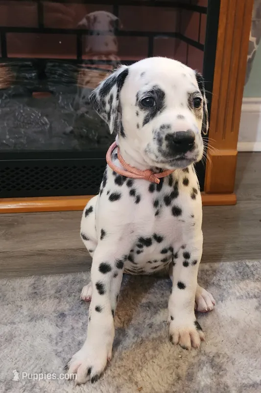 Anya  – Dalmatian puppy for sale in Beulaville, NC