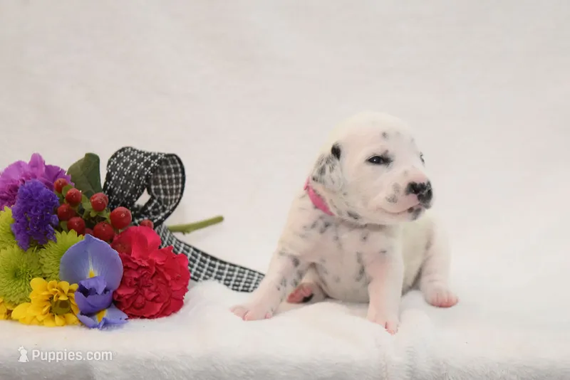Princess Mia  – Dalmatian puppy for sale in Beulaville, NC