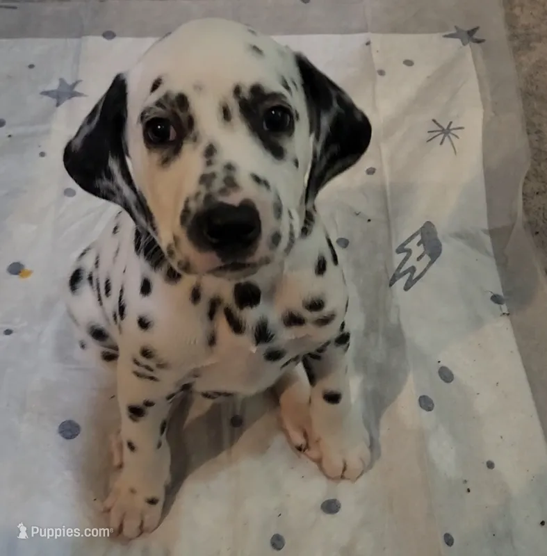 Zuko Registered CKC - $800  – Dalmatian puppy for sale in Beulaville, NC