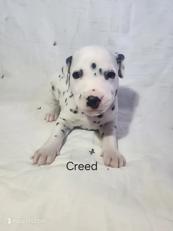 Creed  – Dalmatian puppy for sale in Beulaville, NC