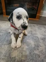 Zuko, a male Dalmatian for sale in Beulaville, NC – 2 of 3