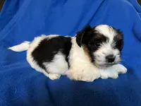 Puppy C, a male Morkie for sale in Rush, NY – 2 of 2