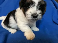 Puppy C, a male Morkie for sale in Rush, NY – 1 of 2