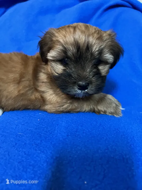 PuppyB – Morkie puppy for sale in Rush, NY
