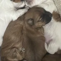 Puppy D, a male Morkie for sale in Rush, NY – Photo 4 of 5