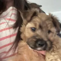 Puppy D, a male Morkie for sale in Rush, NY – Photo 3 of 5