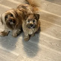 Puppy D, a male Morkie for sale in Rush, NY – Photo 2 of 5