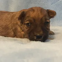 Puppy D, a male Morkie for sale in Rush, NY – Photo 5 of 5