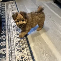 Puppy D, a male Morkie for sale in Rush, NY – Photo 1 of 5