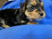 Puppy A, a male Morkie for sale in Rush, NY – 2 of 2