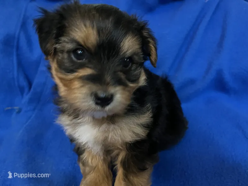 Puppy A – Morkie puppy for sale in Rush, NY