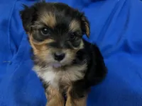 Puppy A, a male Morkie for sale in Rush, NY – 1 of 2