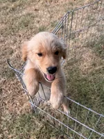 Buddy, a male Golden Retriever for sale in Sand Springs, OK – 3 of 5
