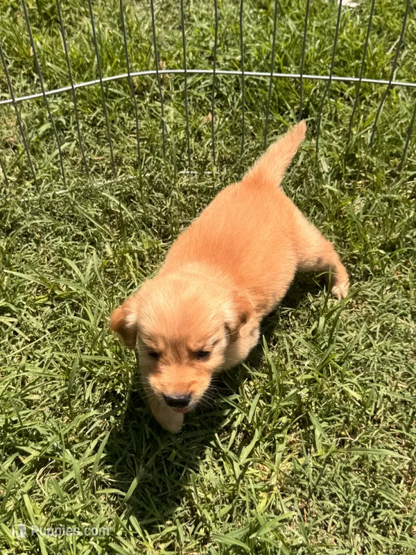 Posy – Golden Retriever puppy for sale in Sand Springs, OK
