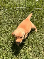 Posy, a female Golden Retriever for sale in Sand Springs, OK – 1 of 3