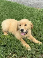 Marigold, a female Golden Retriever for sale in Sand Springs, OK – 2 of 3