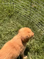 Pansy, a female Golden Retriever for sale in Sand Springs, OK – 5 of 5