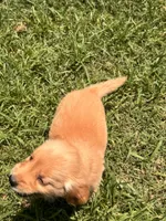 Posy, a female Golden Retriever for sale in Sand Springs, OK – 2 of 3