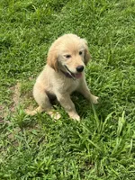 Rose, a female Golden Retriever for sale in Sand Springs, OK – 4 of 4