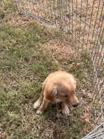 Posy, a female Golden Retriever for sale in Sand Springs, OK – 3 of 3