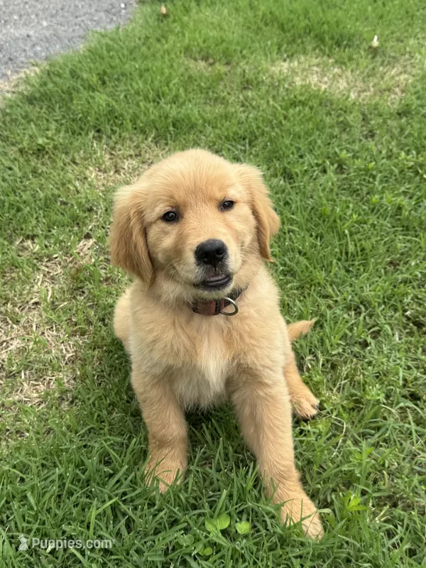 Daisy – Golden Retriever puppy for sale in Sand Springs, OK
