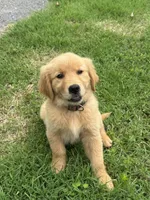 Daisy, a female Golden Retriever for sale in Sand Springs, OK – 1 of 3