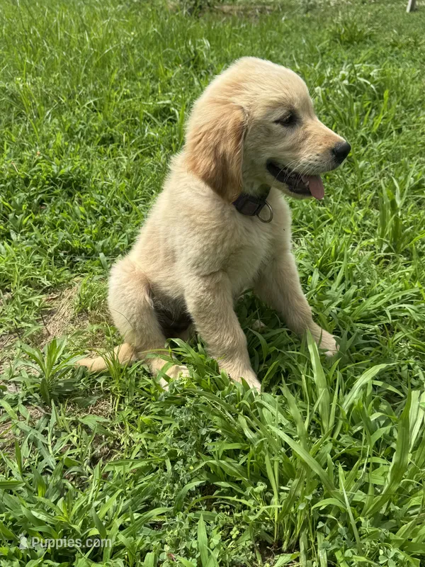 Rose – Golden Retriever puppy for sale in Sand Springs, OK