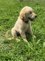 Rose, a female Golden Retriever for sale in Sand Springs, OK – 1 of 4