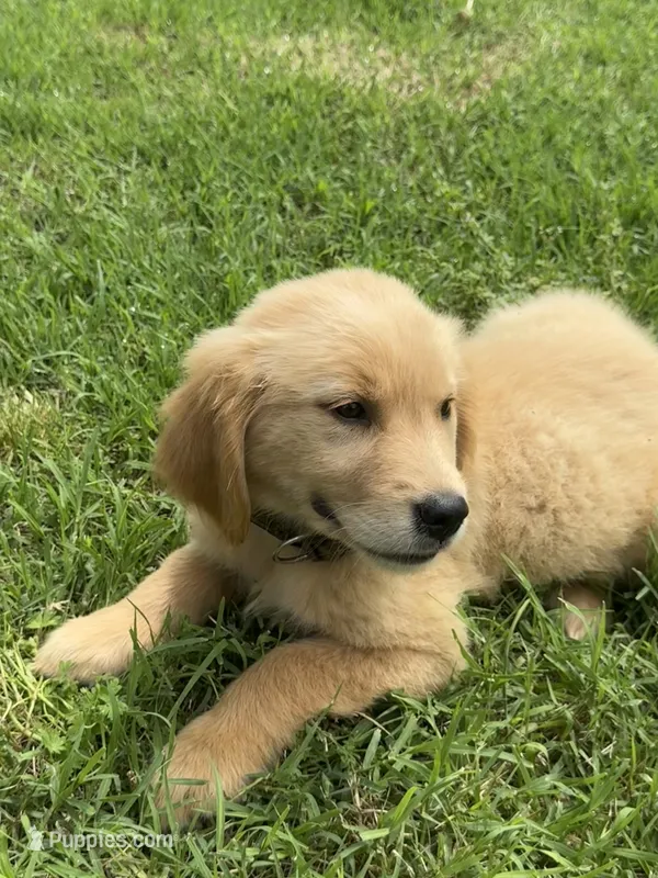Marigold – Golden Retriever puppy for sale in Sand Springs, OK