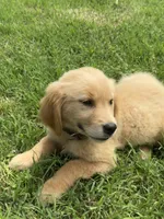 Marigold, a female Golden Retriever for sale in Sand Springs, OK – 1 of 3