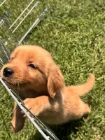 Buddy, a male Golden Retriever for sale in Sand Springs, OK – 2 of 6