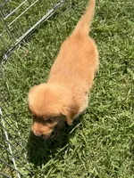 Buddy, a male Golden Retriever for sale in Sand Springs, OK – 3 of 6