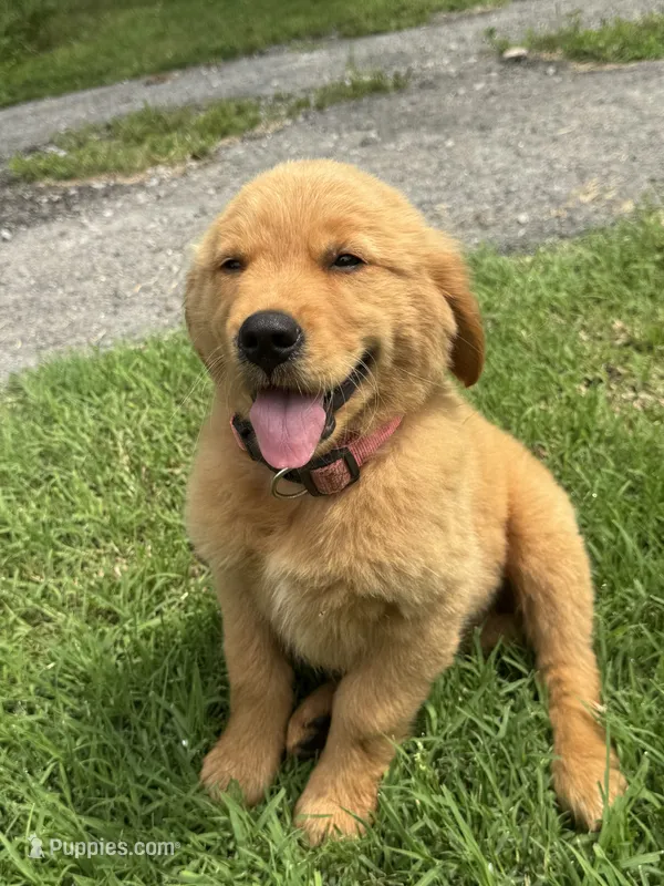 Petunia – Golden Retriever puppy for sale in Sand Springs, OK