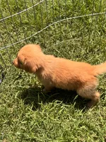 Buddy, a male Golden Retriever for sale in Sand Springs, OK – 4 of 6