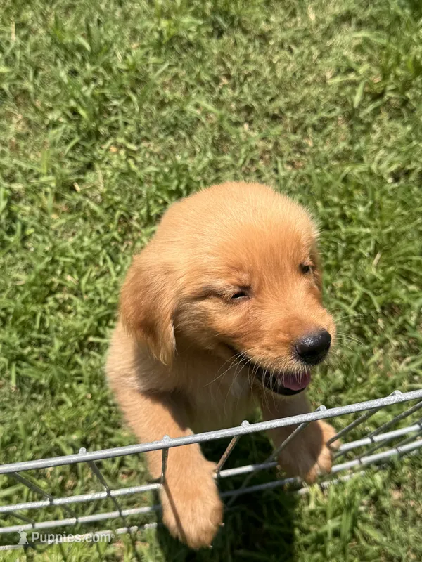 Buddy – Golden Retriever puppy for sale in Sand Springs, OK