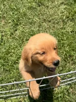 Buddy, a male Golden Retriever for sale in Sand Springs, OK – 1 of 6