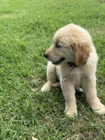 Rose, a female Golden Retriever for sale in Sand Springs, OK – 3 of 4