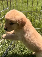 Bugsie, a male Golden Retriever for sale in Sand Springs, OK – 6 of 6