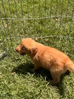 Pansy, a female Golden Retriever for sale in Sand Springs, OK – 3 of 5
