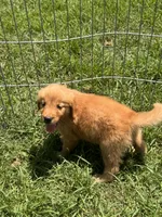 Pansy, a female Golden Retriever for sale in Sand Springs, OK – 4 of 5