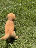 Buddy, a male Golden Retriever for sale in Sand Springs, OK – 5 of 6