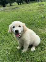 Violet, a female Golden Retriever for sale in Sand Springs, OK – 2 of 2