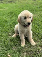 Rose, a female Golden Retriever for sale in Sand Springs, OK – 2 of 4